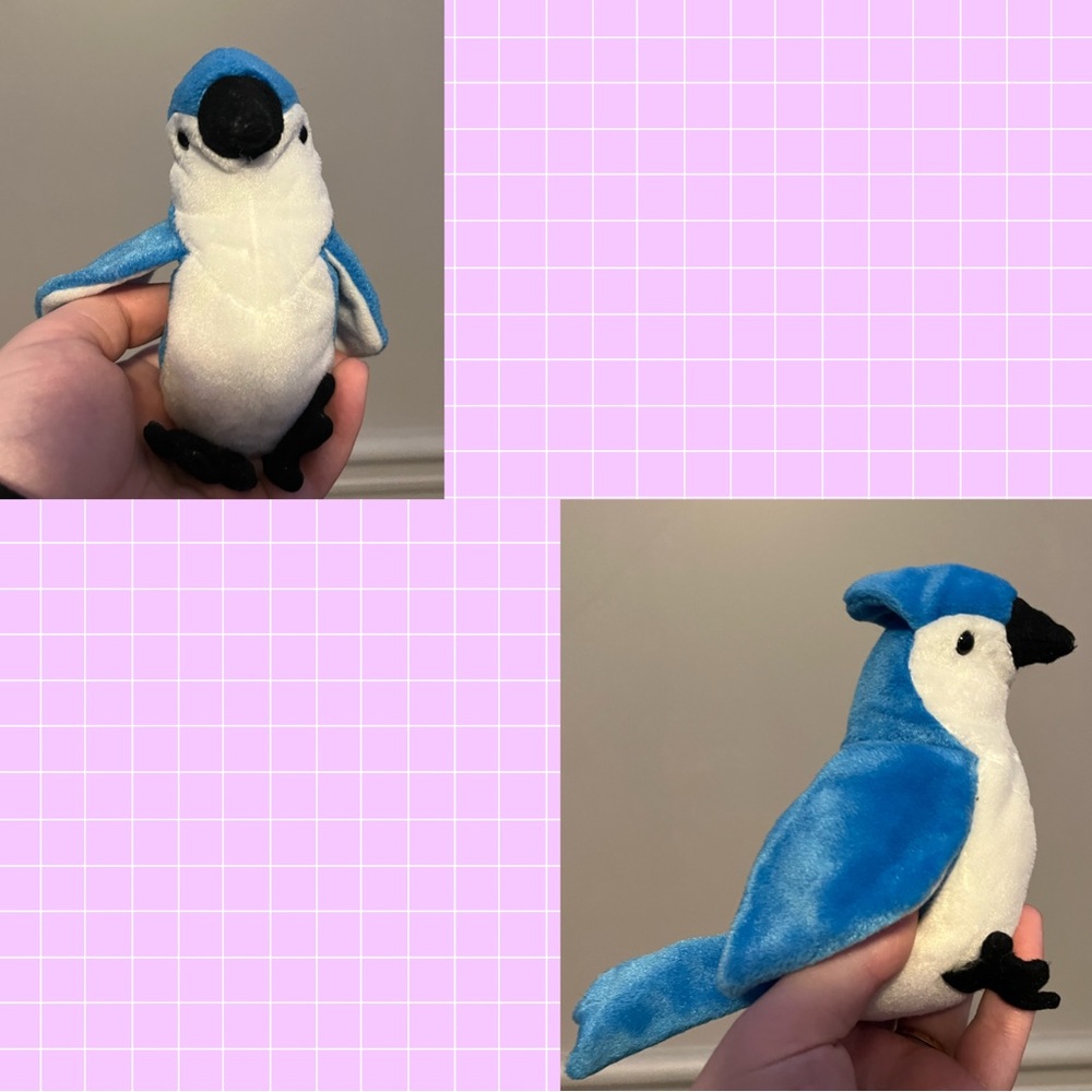 Rocket the blue jay